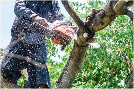 tree services Cluster Springs